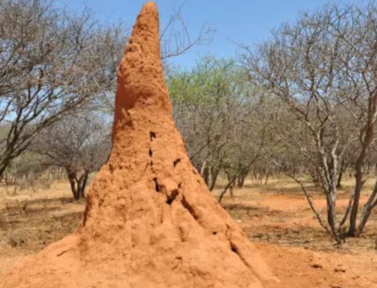 KURINJI PEST CONTROL